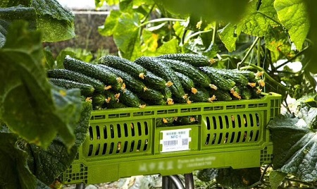 Fruit and Vegetable Industry with Plastic Crates プラスチック箱を使用した果物と野菜産業