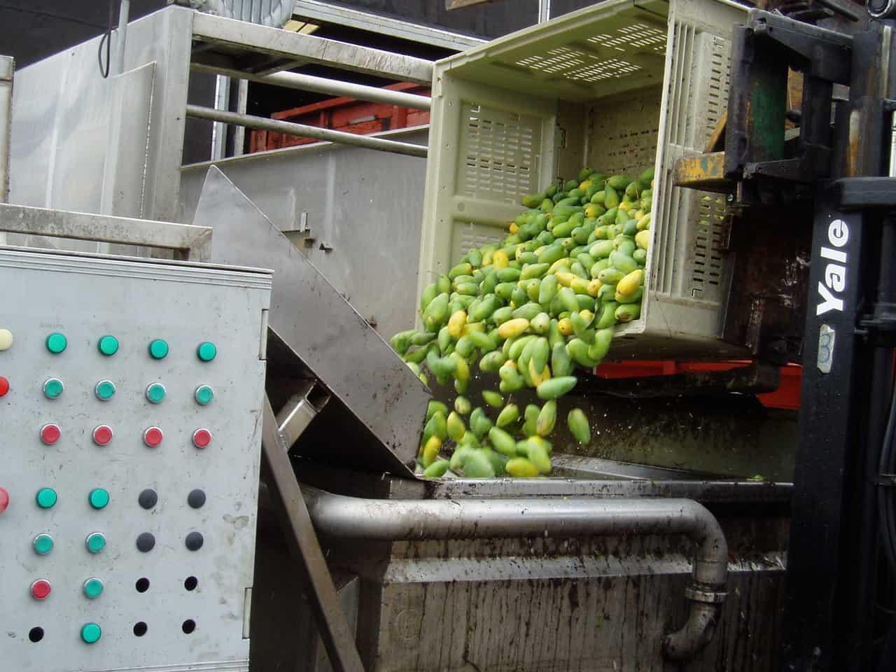 マンゴーボックス