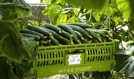 プラスチック製の箱で果物と野菜産業を向上させる