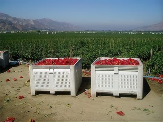 プラスチックパレット・箱・カゴを農産物・水産分野で活用するメリット